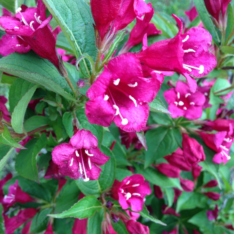 Plant image Weigela 'Bristol Ruby'