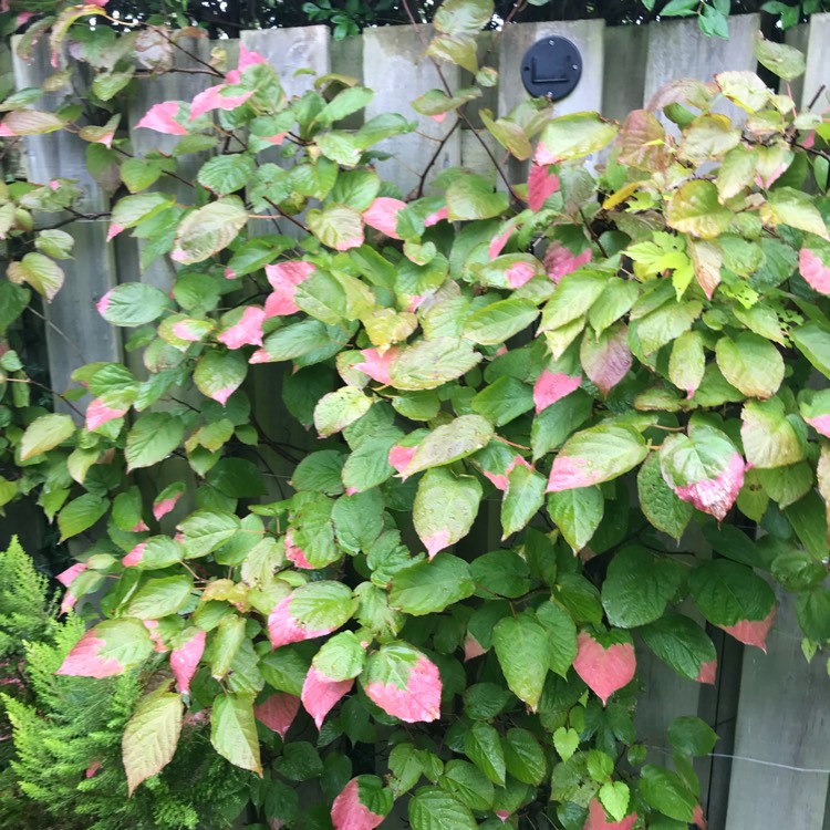 Plant image Actinidia kolomikta syn. Actinidia maloides