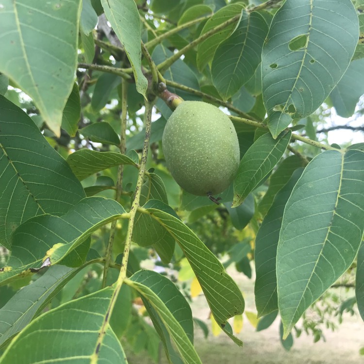 Plant image Juglans regia