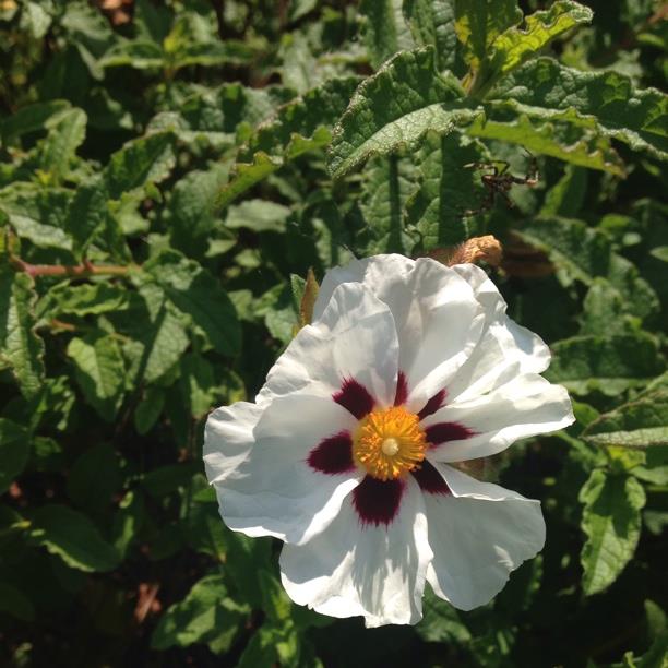 Plant image Cistus x aguilarii 'Maculatus'