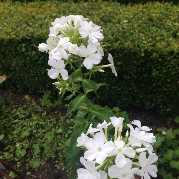 Plant image Phlox paniculata 'Utopia'