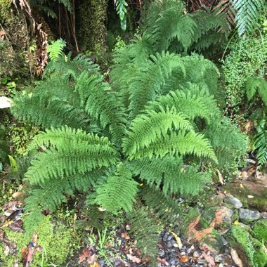 Dryopteris