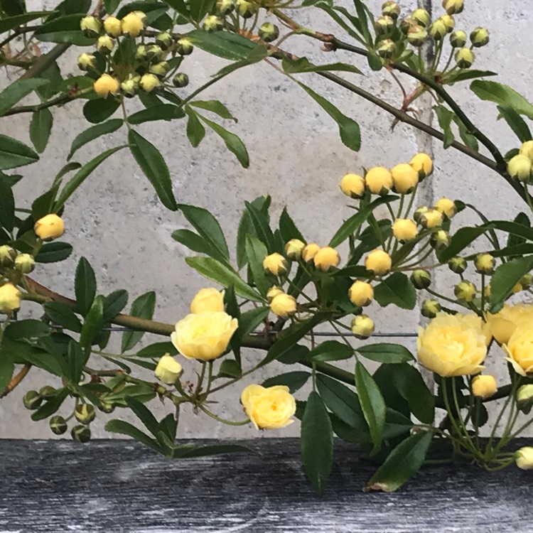 Plant image Rosa banksiae 'Lutea'