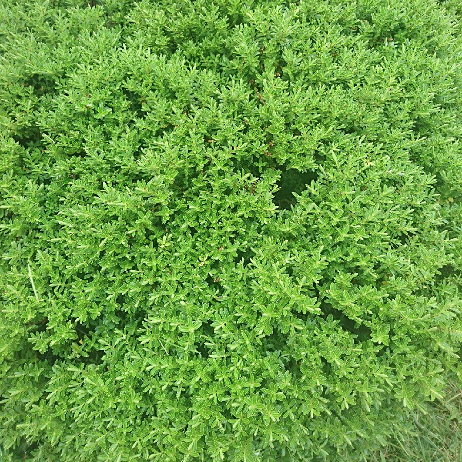 Plant image Hebe 'Emerald Green' syn. Hebe 'Green Globe'