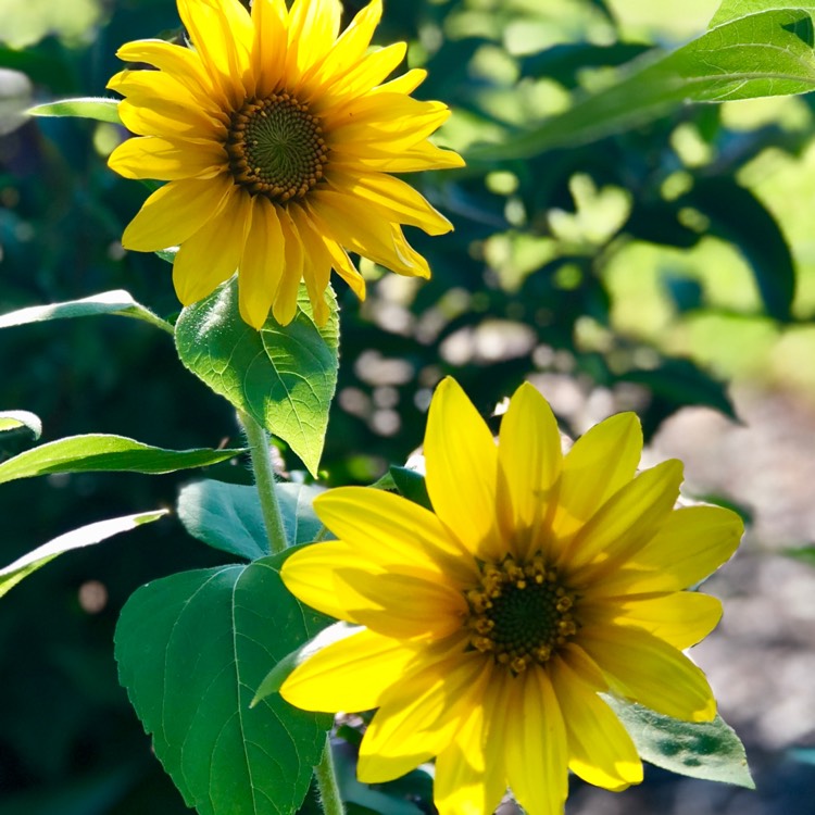 Plant image Helianthus Annuus 'Sunspot'