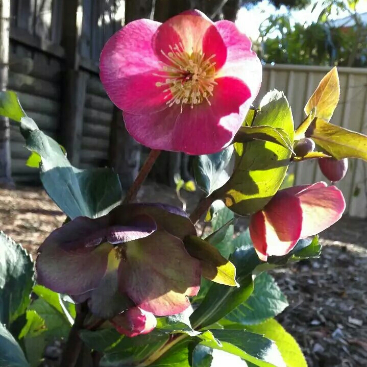 Plant image Helleborus x sternii 'Boughton Beauty'