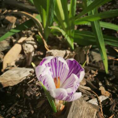 Crocus vernus 'Pickwick'