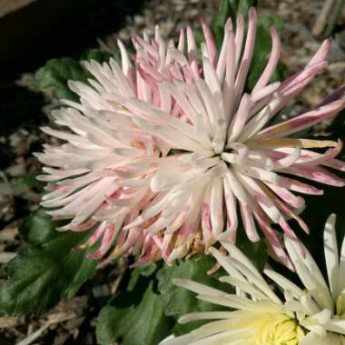 Chrysanthemum