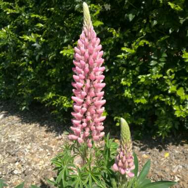 Lupinus