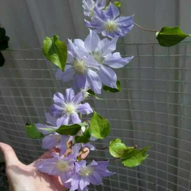 Clematis 'Ice Blue'™ evipo003