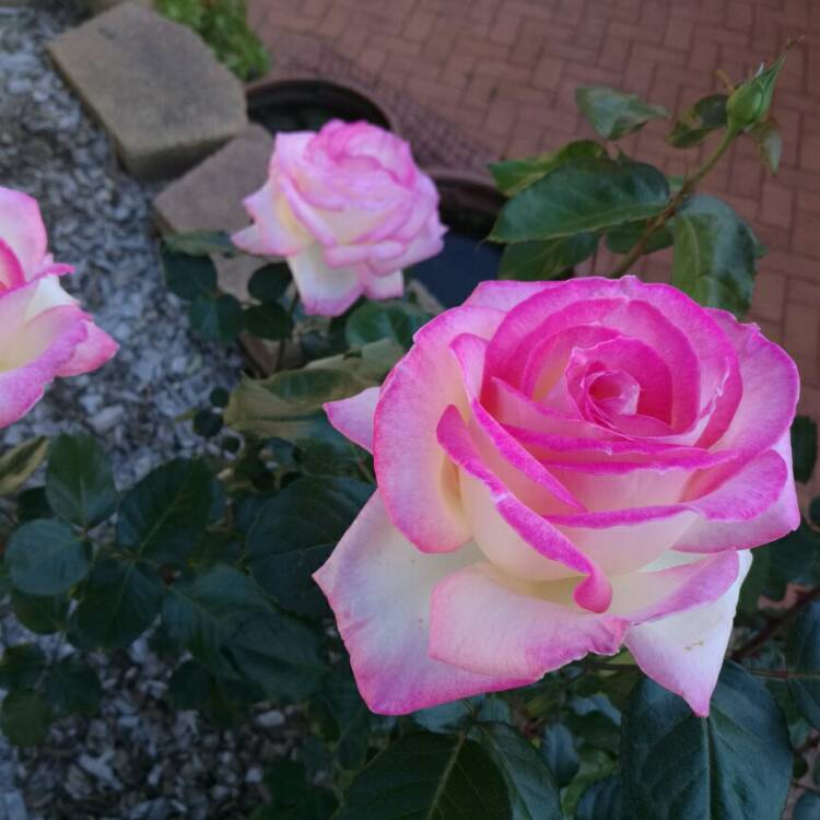 Plant image Rosa 'Meimagarmic' syn. Rosa 'Princesse de Monaco', Rosa 'Princess Of Monaco', Rosa 'Grace Kelly', Rosa 'Princess Grace', Rosa 'Princesse Grace de Monaco'