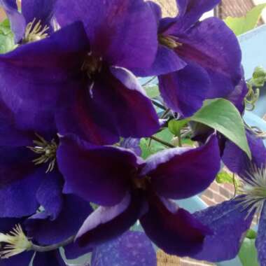 Clematis 'Jackmanii Superba'