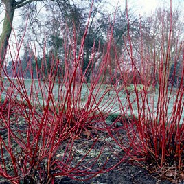 Red-barked dogwood