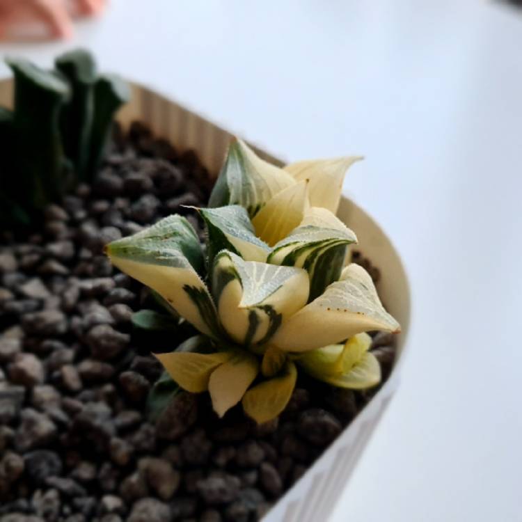 Plant image Haworthia Magnifica Variegated