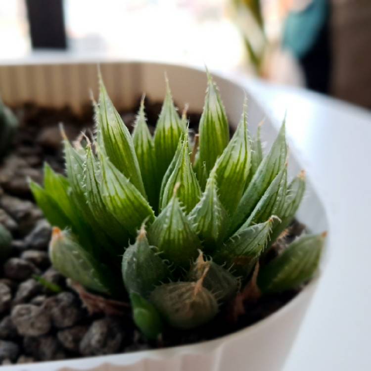 Plant image Haworthia cooperi Var. 'Cooperi'