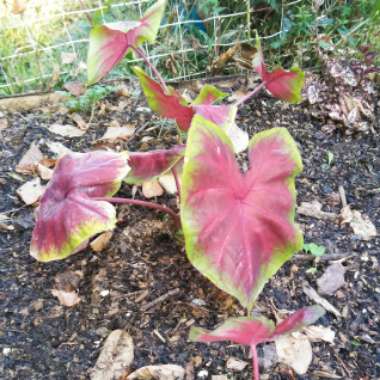 Elephant Ear 'Pink Cloud'