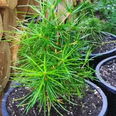 Japanese Umbrella Pine 'Sternschnuppe'