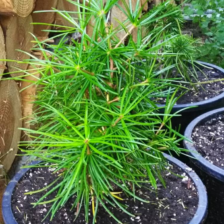 Plant image Sciadopitys verticillata 'Sternschnuppe'