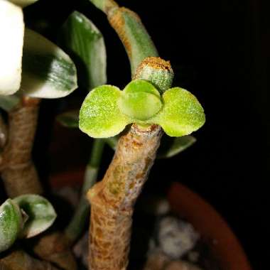 Crassula ovata 'Variegata'