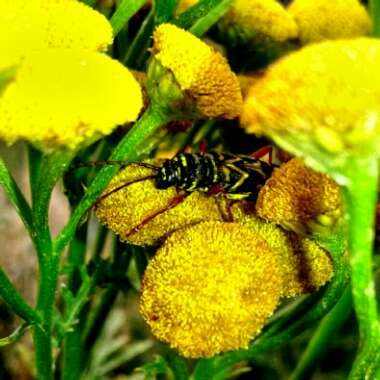 Tanacetum Vulgare