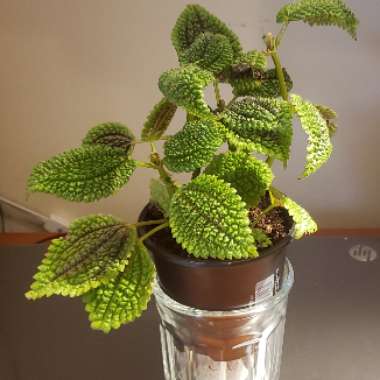 Pilea mollis 'Moon Valley'