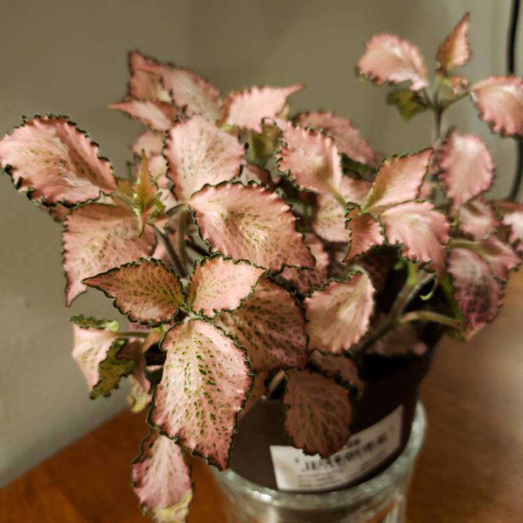 Plant image Fittonia Albivenis  'Frankie'