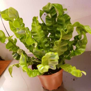 Asplenium nidus