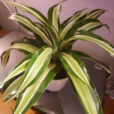 Dracaena deremensis 'White Jewel'