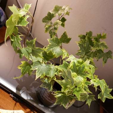 Hedera helix 'Yellow Ripple'