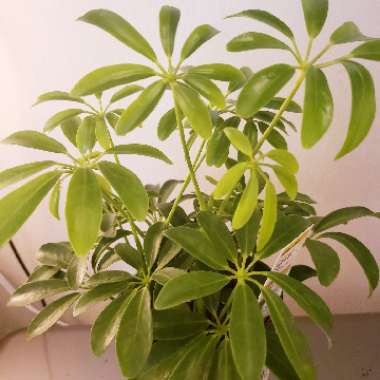 Schefflera arboricola 'Luseane'