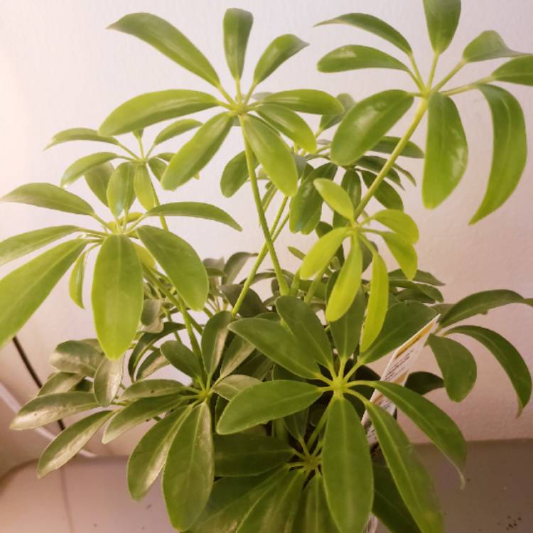 Plant image Schefflera arboricola 'Luseane'