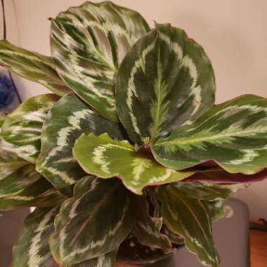 Calathea