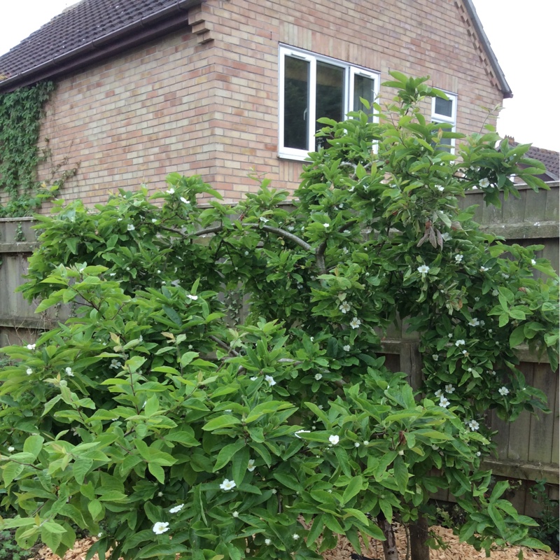 Plant image Mespilus germanica 'Nottingham'