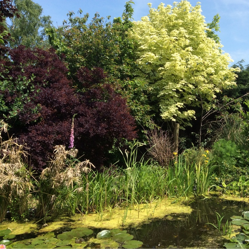 Plant image Acer platanoides