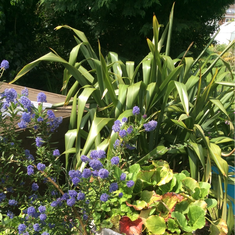 Plant image Ceanothus 'Dark Star'