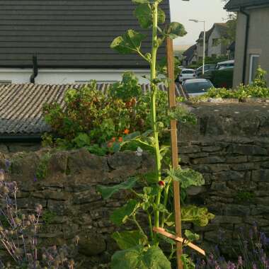 Hollyhock