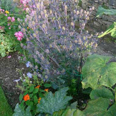 Sea Holly 'Blue Glitter'