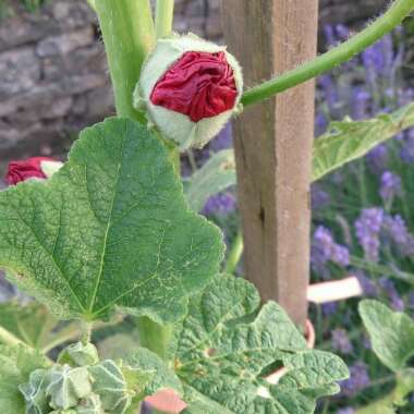 Hollyhock