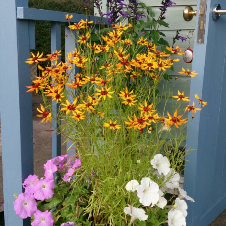 Plant image Coreopsis tinctoria 'Mardi Gras'