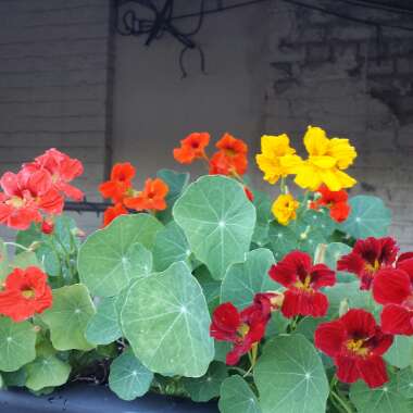 Nasturtium 'Rumba Mix' (Mix)