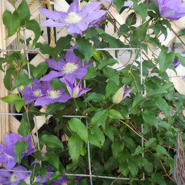 Clematis 'General Sikorski'