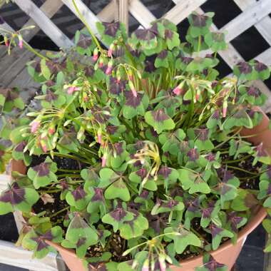 Wood Sorrel 'Festival'