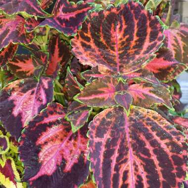 Coleus