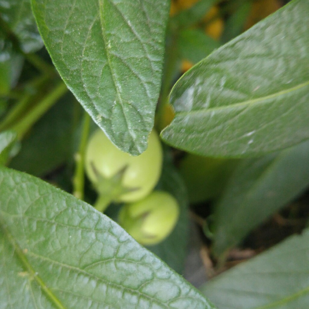 Plant image Solanum Muricatum