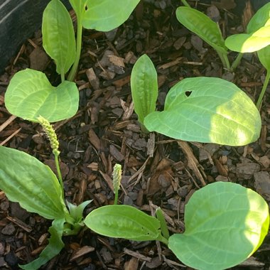 Broadleaf plantain