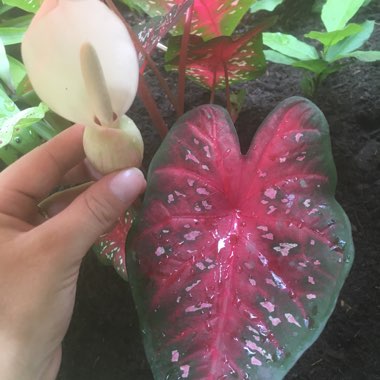 Caladium