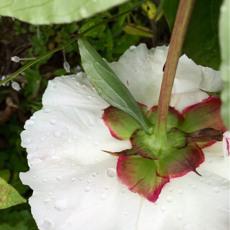 Peony 'Duchesse de Nemours' (Herbaceous)