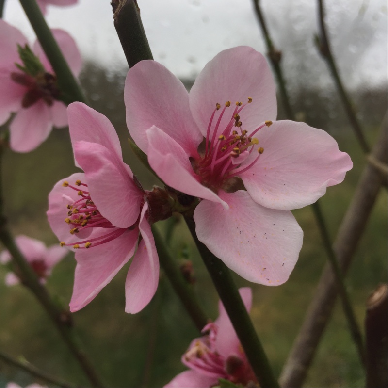 Peach 'Peregrine'