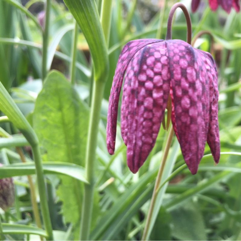 Snake's Head Fritillary