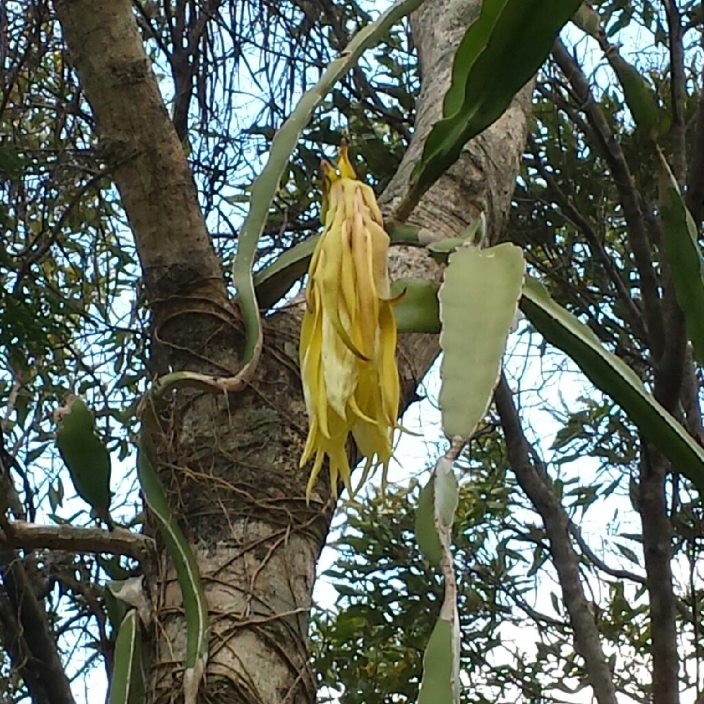 Dragon Fruit Cactus